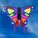 Exotic Butterfly