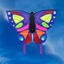Exotic Butterfly