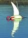Dokken Dead Fowl Water Shark Hunting Dog Training Dummy
