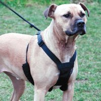 Non-Pulling Mesh Harness - Black - Medium -12 to 17 in.