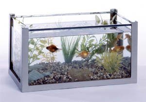 Ten-Gallon Aquarium