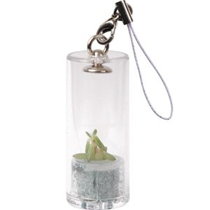 Childrens Toyshop  Outdoor Living : Pet Plants