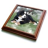 Dogs Bernese Mountain Dog - Bernese Mountain Dog - Trivets