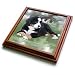 Dogs Bernese Mountain Dog - Bernese Mountain Dog - Trivets