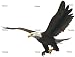 'Soon Eagle' Wall Decal - Removable Graphic