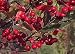 Red Aronia Berry (Chokeberry) Plant, Hefty 30-40 Inch