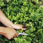 SUTTONS SEEDS: Leaf Salad Lettuce Mix Speedy Seeds (1,500)