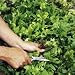 SUTTONS SEEDS: Leaf Salad Lettuce Mix Speedy Seeds (1,500)