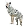 Bird-X BXCD 2-D Coyote Replica Goose Repeller