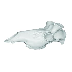 Mountain Mike's Reproductions Elk Skull Master by