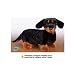 Webkinz Plush Stuffed Animal Dachshund