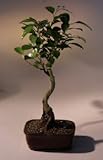 Bonsai Boy's Ficus Bonsai Tree - Curved Trunk ficus exotica Bonsai Boy's Ficus Bonsai Tree - Curved Trunk ficus exotica