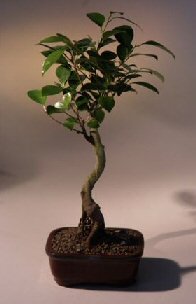 Bonsai Boy's Ficus Bonsai Tree - Curved Trunk ficus exotica