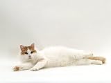 Domestic Cat, Auburn / White Turkish Van Female Photographic Poster Print by Jane Burton, 16x12