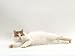 turkish van - Domestic Cat, Auburn / White Turkish Van Female Photographic Poster Print by Jane Burton, 16x12