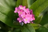'Rosylva' Forget-Me-Not - 8 Plants - Myosotis