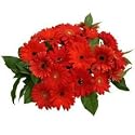 Wonderous Red Gerbera Daisy Bouquet