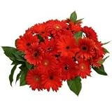 Wonderous Red Gerbera Daisy Bouquet