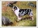 Blue Merle Australian Shepherd Notecards