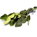 1 Oz. Thai Fresh Kaffir Lime Leaves-grown Organically, Natural with No Pesticides