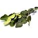 1 Oz. Thai Fresh Kaffir Lime Leaves-grown Organically, Natural with No Pesticides