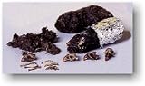 PELLETS BARN OWL PELLET 15 PACK