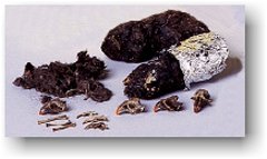 Owl Pellets - 15 Pack