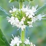 Wild Mint (Mentha arvensis) - Jumbo Wildflower Seed Packet