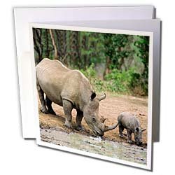 Wild animals - Black Rhino, Rhinoceros - Greeting Cards-6 Greeting Cards with envelopes On Sale