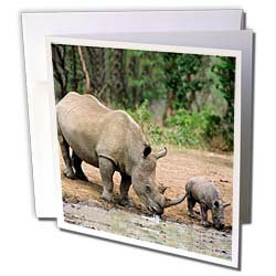 Wild animals - Black Rhino Rhinoceros - Greeting Cards-6 Greeting Cards with envelopesB000VG93WE 