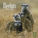 Meerkats 2010 Wall Calendar Publisher Browntrout