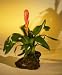 Bonsai Boy's Mini Flowering Bromeliad<br>Flaming Sword in Lava Rock<br><i>(vriesea ella)</i>
