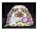 Cerise Decorative Art Photographic Poster Print by Debbie Gray, 20x16