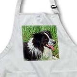 Dogs Border Collie - Border Collie - Aprons