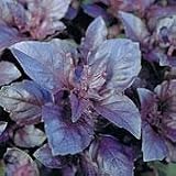 Organic Red Leaf Basil 100 Seeds