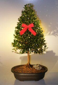 Christmas Trees