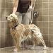 Rinse Ace Pet Shower Deluxe PLUS