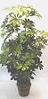 66" DOUBLE Giant Schefflera