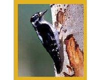 Downy Woodpecker