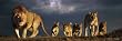 Steve Bloom (Pride of Lions, Door) Art Poster Print - 21x62