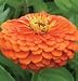 Sulphur Zinnia (Special) - 10 Seeds