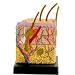 Bio Signs Human Anatomy - Skin