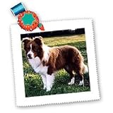 Dogs Border Collie - Border Collie Tan and White - Quilt Squares