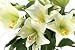 White Lilies
