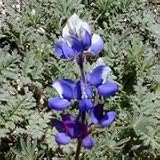Sky Lupine (Lupinus nanus) - Jumbo Wildflower Seed Packet