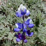 Lupinus nanus (Sky Lupine) - Bulk Wildflower Seeds