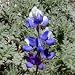 Sky Lupine (Lupinus nanus) - Jumbo Wildflower Seed Packet