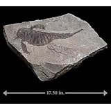 Eurypterus lacustria (Merostomata) Fossil Specimen