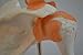 Cranstein A-332 Shoulder Joint Model - Anatomy, Skeleton