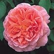 Abraham Darby English Rose Potted Five Gallon Plant